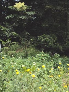 c1671.jpg