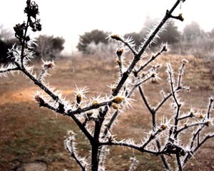c2098.jpg